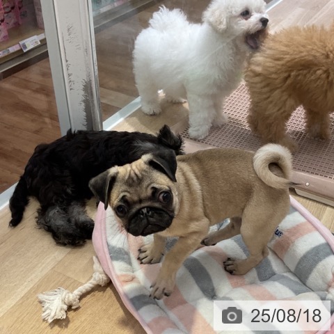 パグの写真