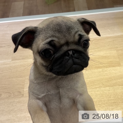 パグの写真