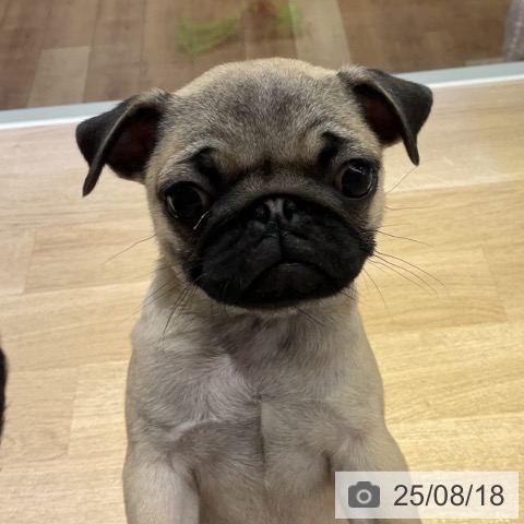 パグの写真