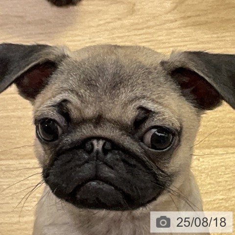 パグの写真