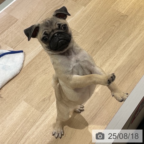 パグの写真