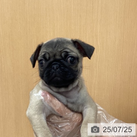 パグの写真