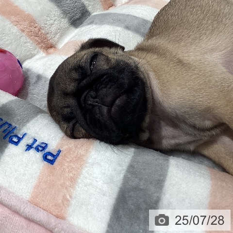 パグの写真