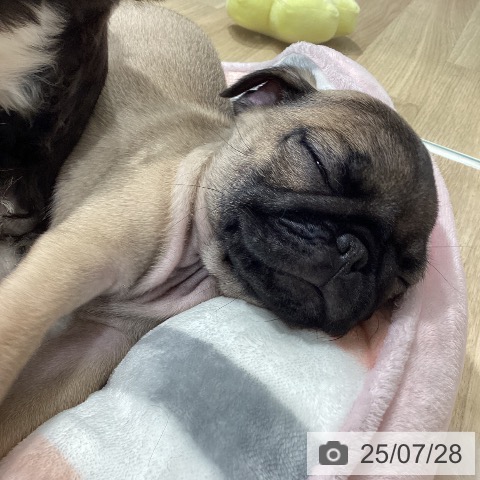 パグの写真