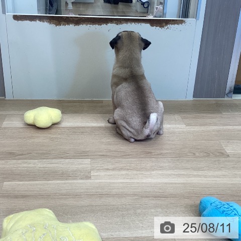 パグの写真