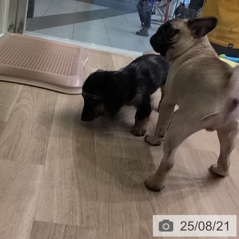 パグの写真
