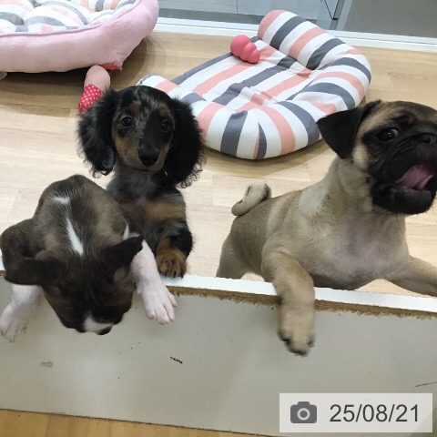 パグの写真