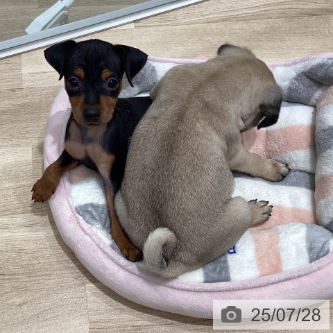 パグの写真
