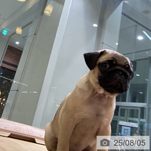 パグの写真