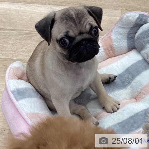 パグの写真