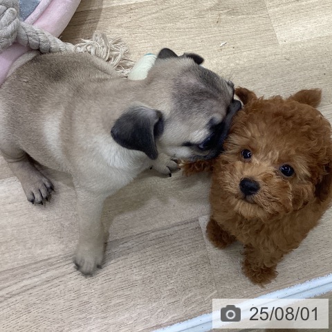 パグの写真