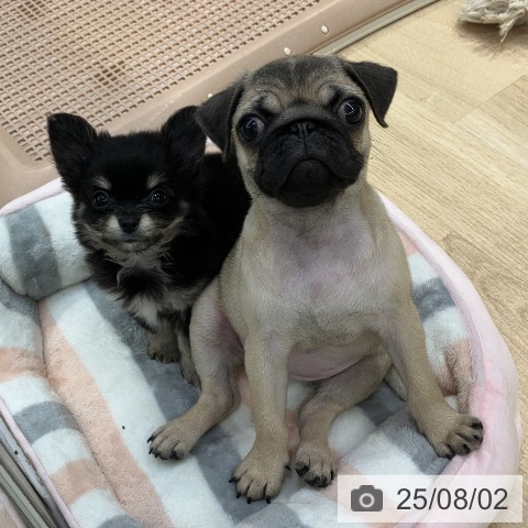 パグの写真
