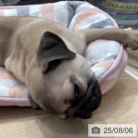 パグの写真