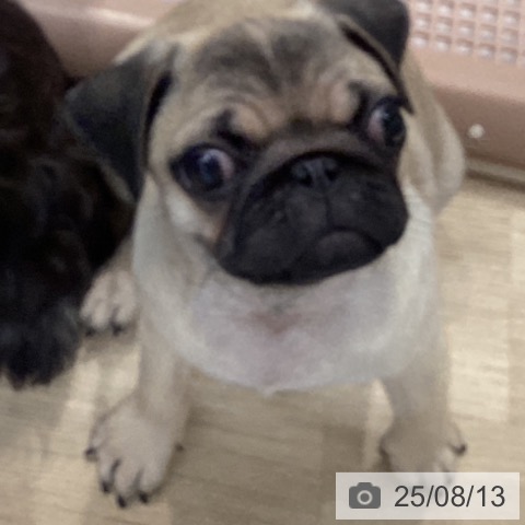 パグの写真