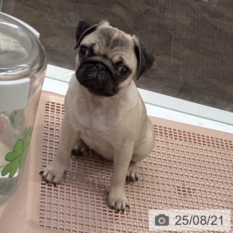 パグの写真
