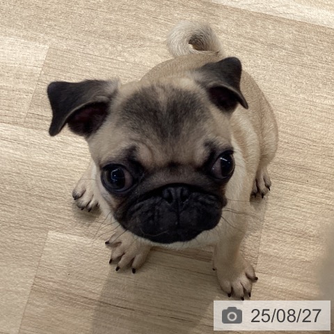 パグの写真