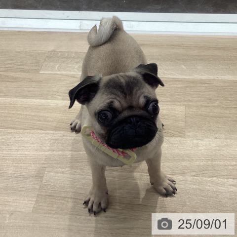 パグの写真