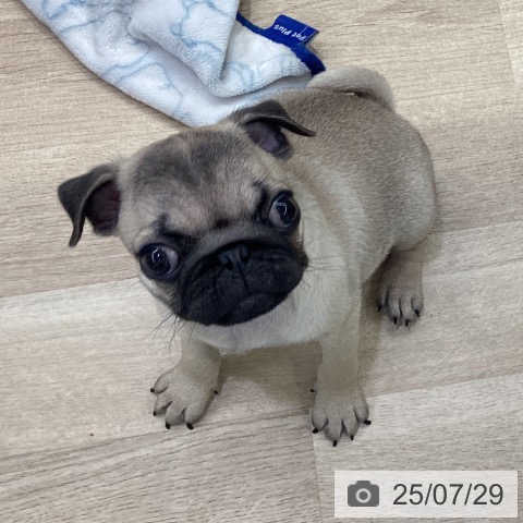 パグの写真