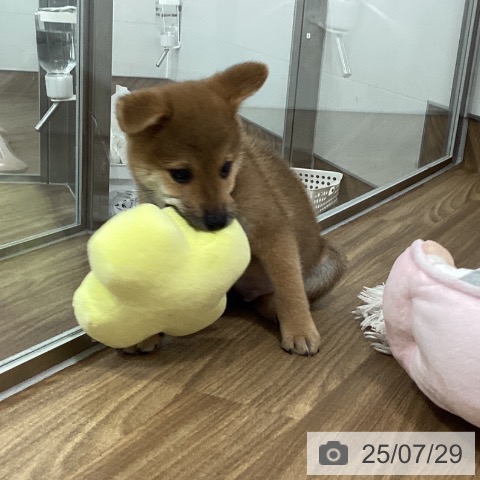 柴の写真