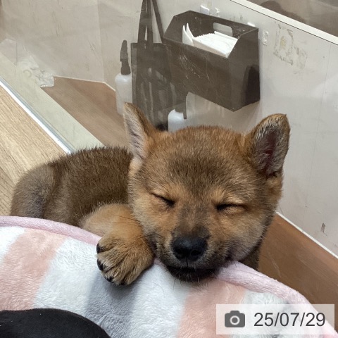 柴の写真