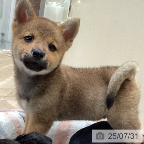 柴の写真