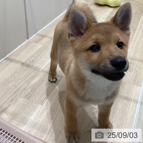 柴の写真