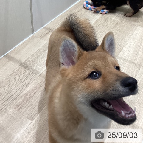柴の写真