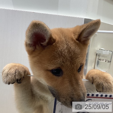 柴の写真