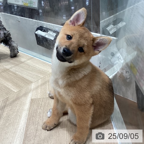 柴の写真
