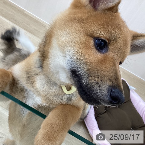 柴の写真