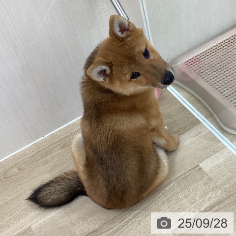 柴の写真