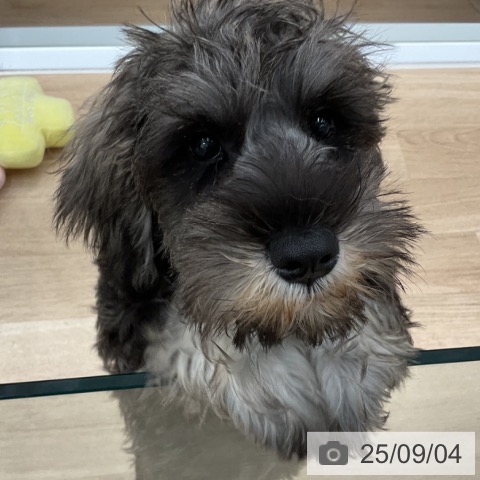 ミニチュア・シュナウザーの写真