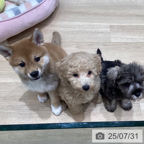 ミニチュア・シュナウザーの写真