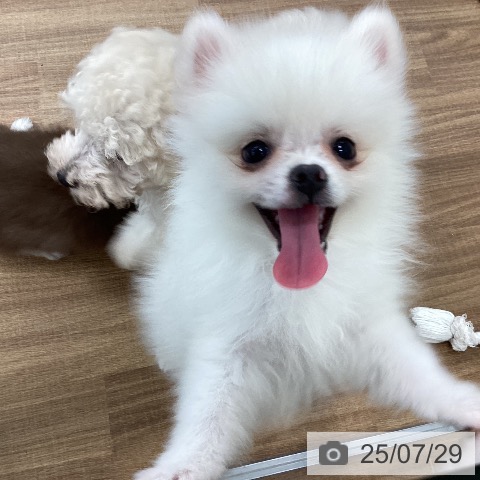 ポメラニアンの写真