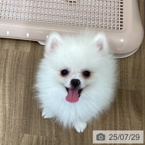 ポメラニアンの写真