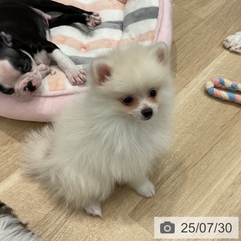 ポメラニアンの写真