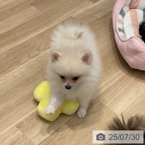 ポメラニアンの写真