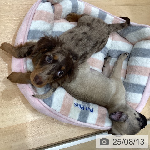 ミニチュア・ダックスフンドの写真