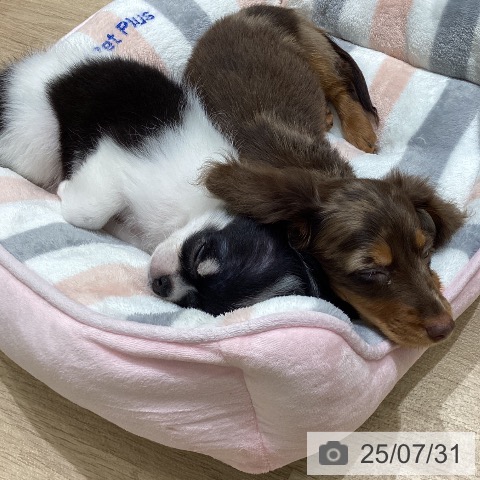 ミニチュア・ダックスフンドの写真