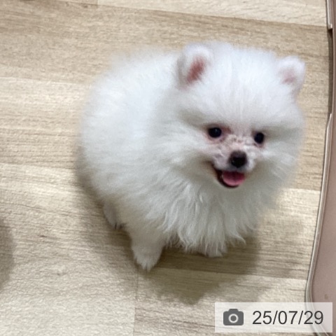 ポメラニアンの写真