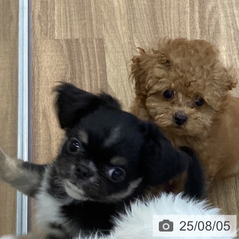チワワの写真
