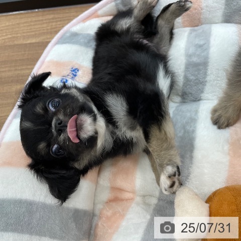 チワワの写真