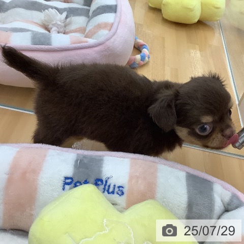 チワワの写真