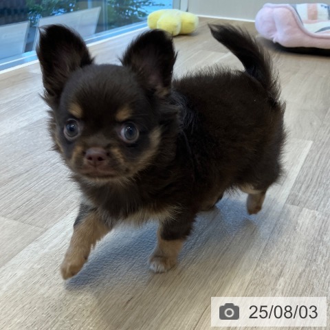 チワワの写真