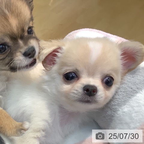 チワワの写真
