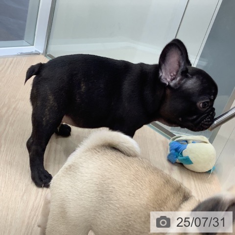 フレンチ・ブルドッグの写真