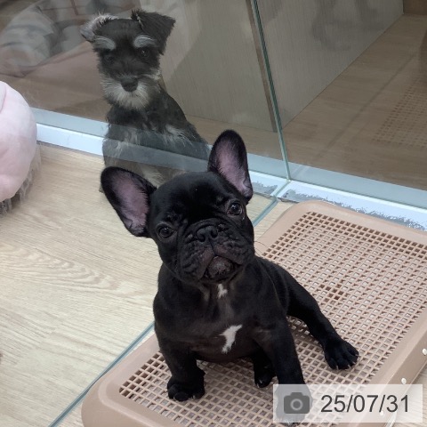 フレンチ・ブルドッグの写真