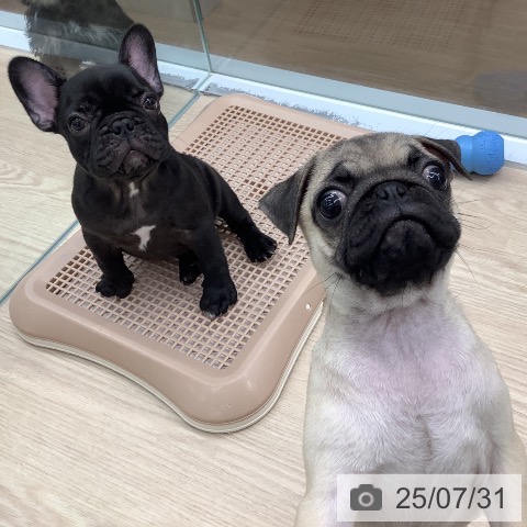 フレンチ・ブルドッグの写真