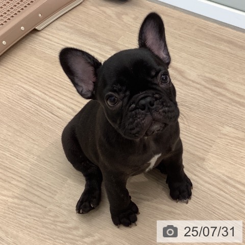 フレンチ・ブルドッグの写真