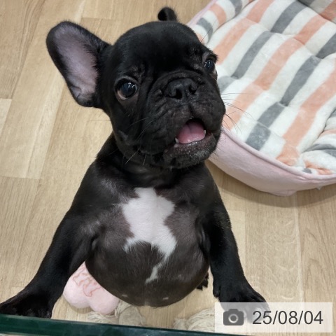 フレンチ・ブルドッグの写真